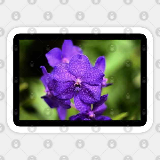 Purple flowers Sticker by RobertsArt